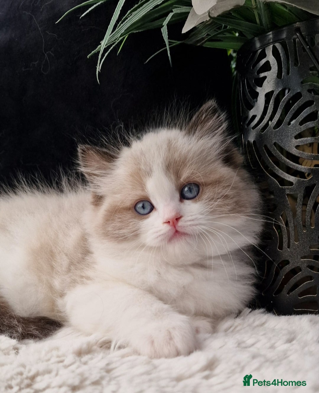 Ragdoll cats for sale: 🌸Stunning TICA🏆Kittens | Award winning cattery🌸 in Slough - Image 5