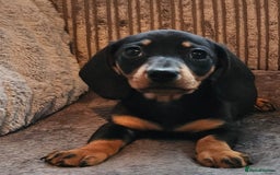 Dachshund dogs for sale: Miniature Dachshund puppy's for sale - Image 2