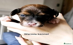 Chinese Crested dogs for stud: Julien INSOLITE FAMILIER import Pl  - Image 11