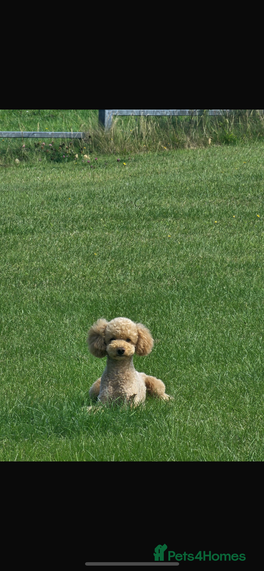 Cockapoo dogs for sale: Fluffy Thick coated F1 Cockapoos/DNA Health tested - Image 20