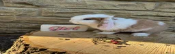 Mini Lop rabbits for sale: Lovely little mini lop rabbits ready now - Advert 5