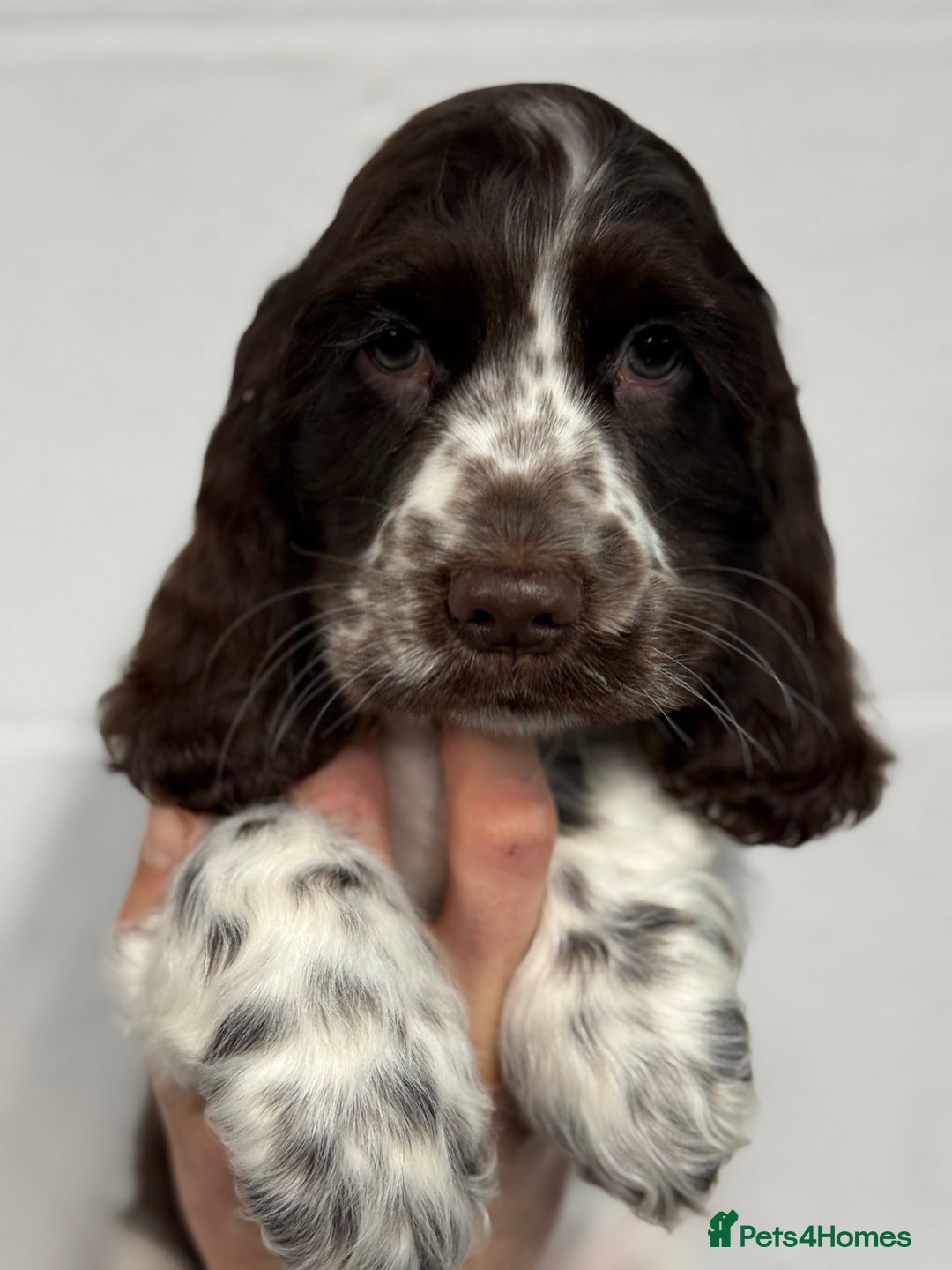 Cocker Spaniel dogs for sale: True to type Show Cocker Spaniels - KC reg parents - Advert 32