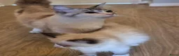 Ragdoll cats for sale: GCCF Ragdoll Kittens - Ready Now (Pet or Active) - Advert 5