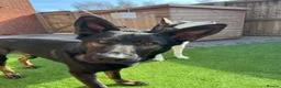 German Shepherd dogs for sale: WORKING LINE German shepherd  - Advert 8
