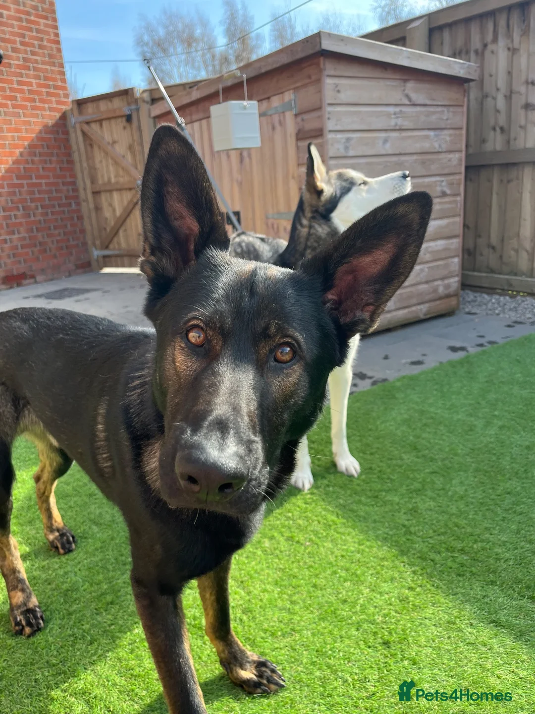 German Shepherd dogs for sale: WORKING LINE German shepherd  - Advert 8