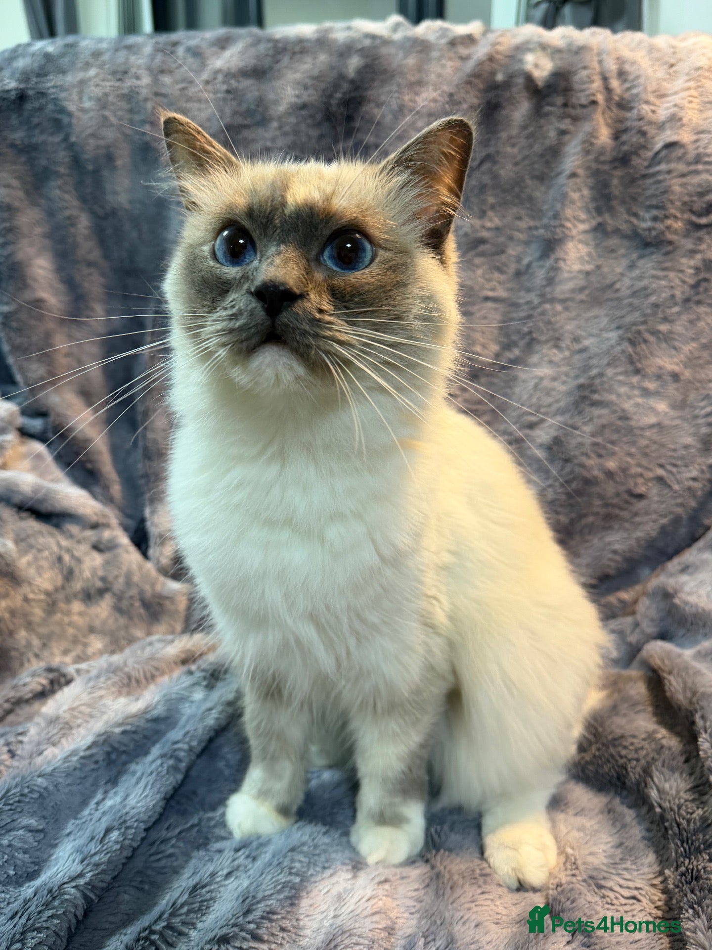 Ragdoll cats Ragdoll Show Quality Active GCCF  - Advert 1