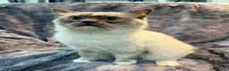 Ragdoll cats for sale: Ragdoll Show Quality Active GCCF  - Advert 1