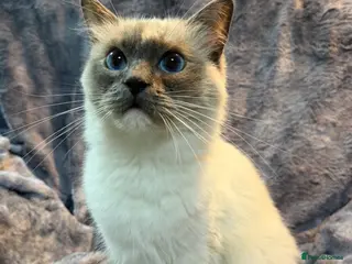 Ragdoll cats Ragdoll Show Quality Active GCCF - Advert 2