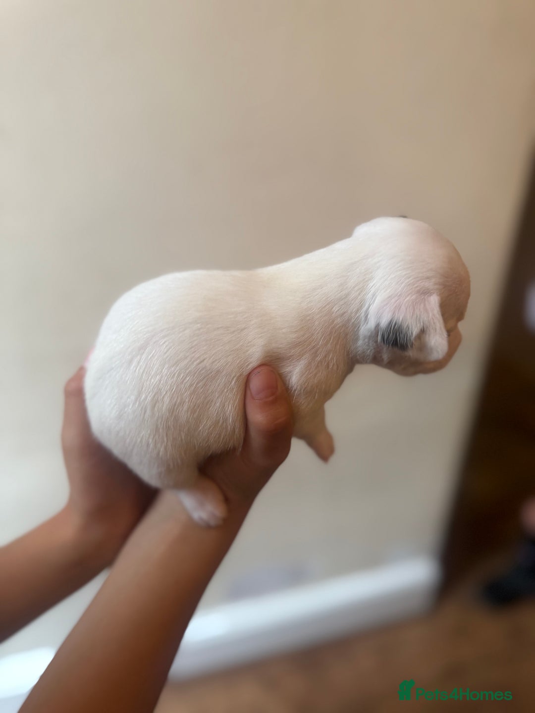 Jack Russell dogs for sale: Beautiful Jack Russell Litter - Image 26