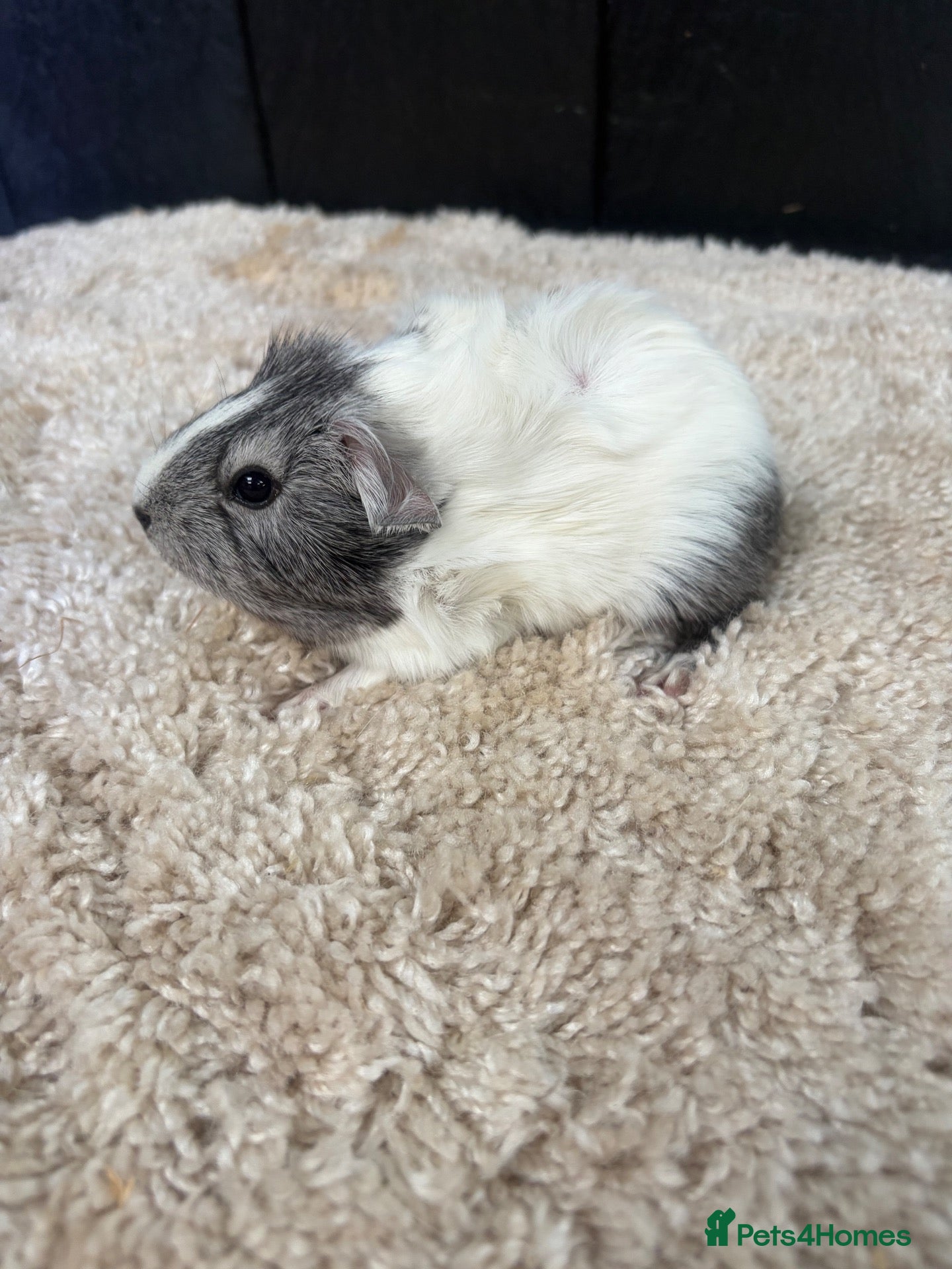 Guinea Pig rodents Baby Guinea pigs - Advert 12
