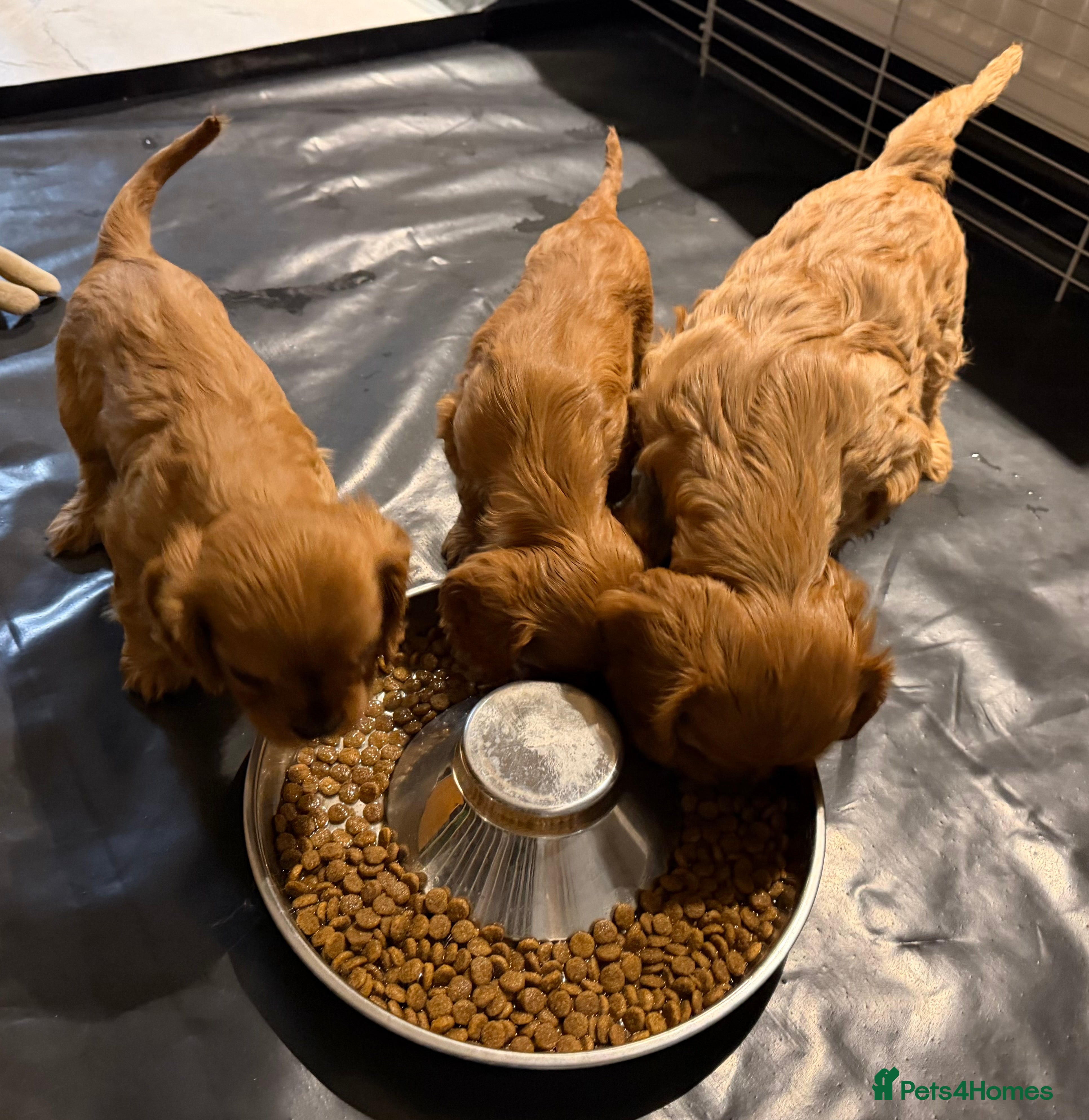 Cavalier King Charles Spaniel dogs Cavalier King Charles Spaniel Puppies KC Reg - Advert 4