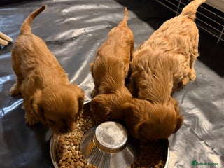 Cavalier King Charles Spaniel dogs Cavalier King Charles Spaniel Puppies KC Reg - Advert 4