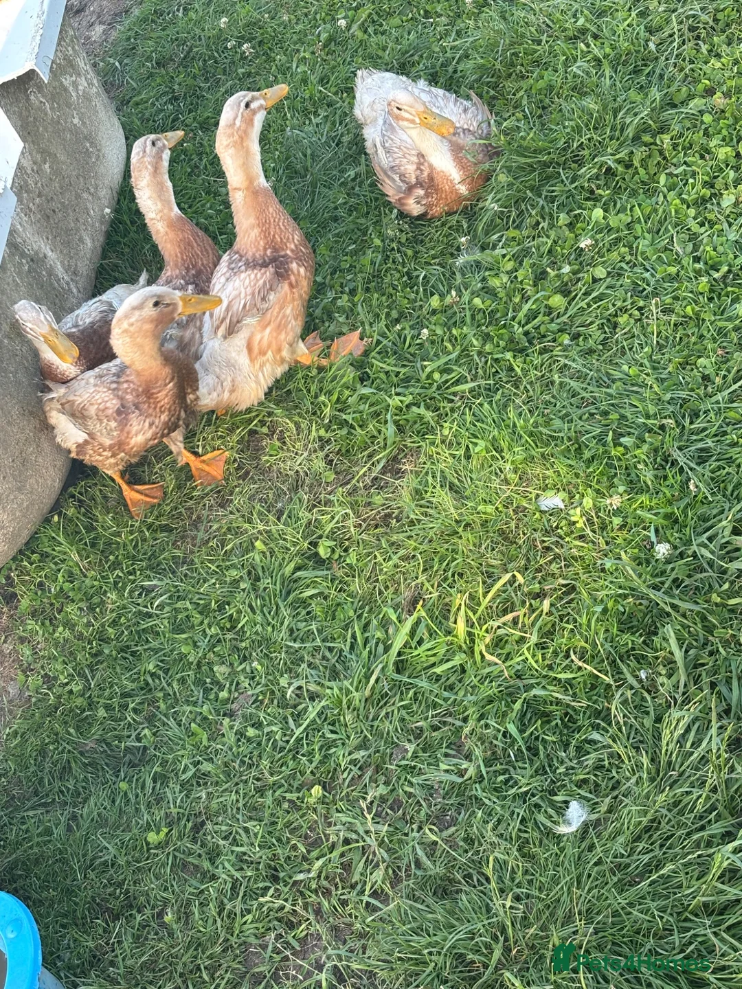 Ducks poultry for sale: Saxony ducks  - Advert 3