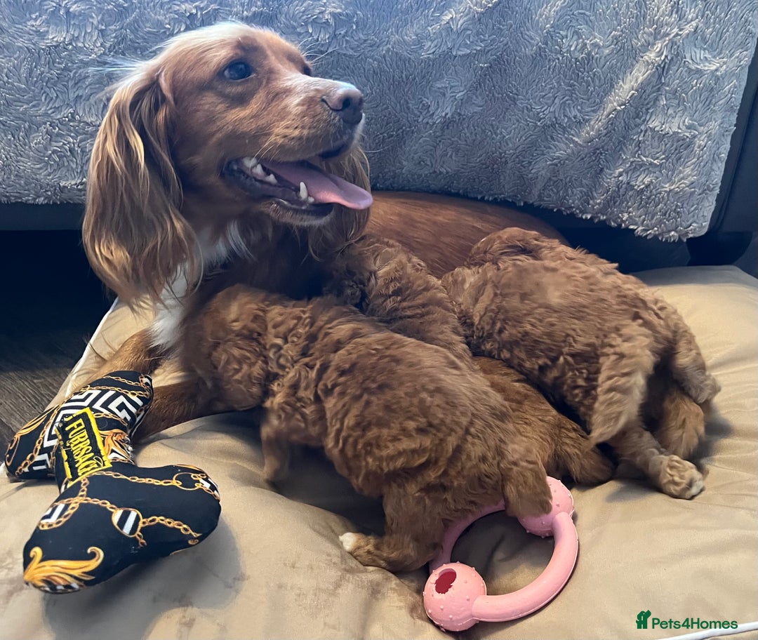 Cockapoo dogs for sale: F1 cockapoo puppies- Health test clear  - Image 31
