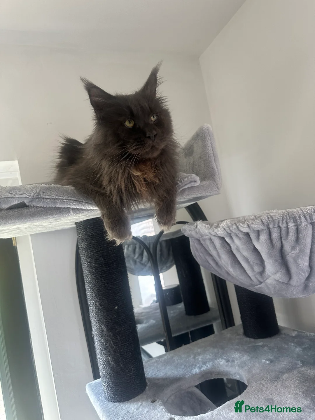 Maine Coon cats for sale: Maincoon kitten - Advert 3