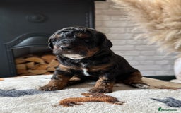 Cockapoo dogs for sale: Not Just Any Cockapoo Puppies – The Special Few - Image 8