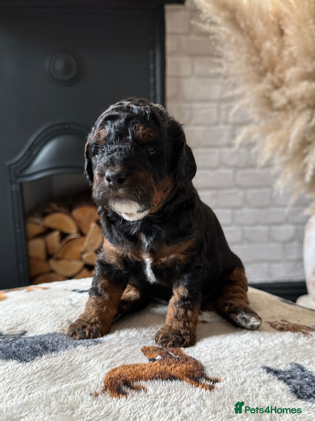 Cockapoo dogs for sale: Not Just Any Cockapoo Puppies – The Special Few - Image 8