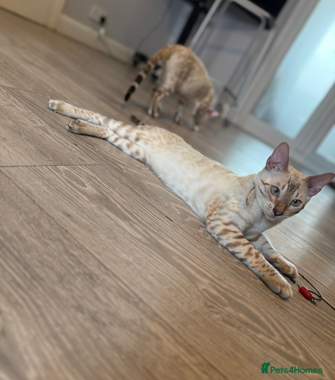 Bengal cats for sale: TICA registered snow lynx Bengal Kittens in Reading - Image 8