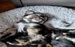 Morkie dogs for sale: Stunning F1 Morkie Puppies - Image 8