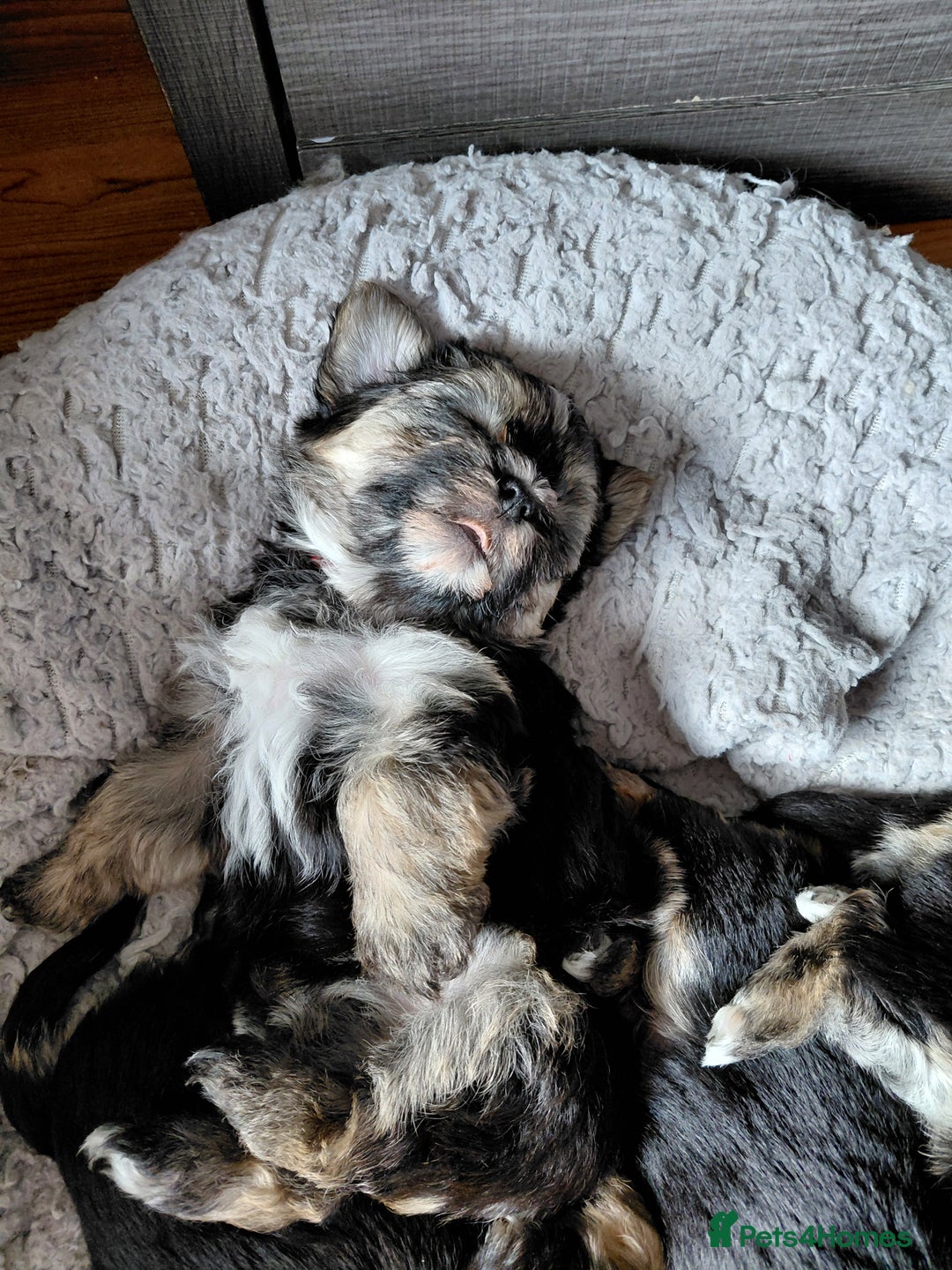 Morkie dogs for sale: Stunning F1 Morkie Puppies - Image 8