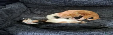 Mixed Breed Kitten 4