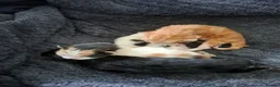 Mixed Breed cats for sale: 4 kittens ready for new homes - Advert 2