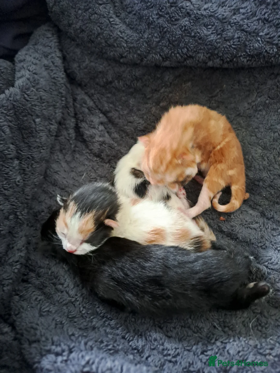 Mixed Breed cats for sale: 4 kittens ready for new homes - Advert 2