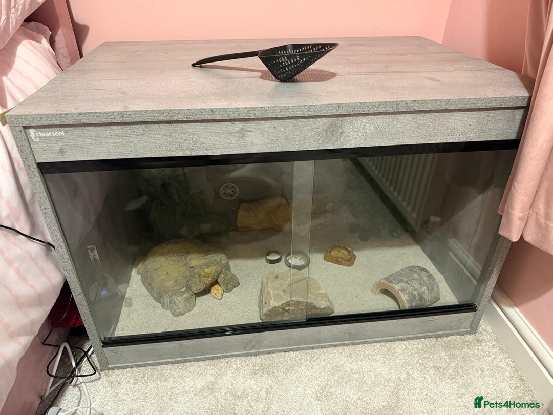 Gecko reptiles for sale: Albino Leopard Gecko for Sale incl full enclosure - Advert 5
