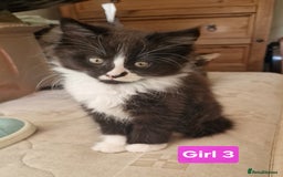 Maine Coon cats for sale: Gorgeous Half Maine Coon Boys and Girls  - Image 27