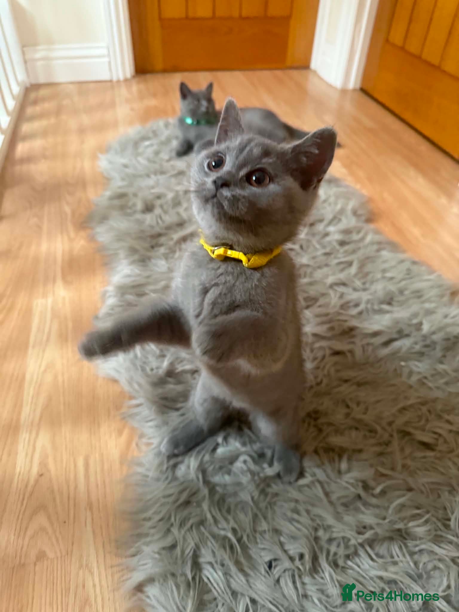 British Shorthair cats Lovely British Shorthair Kittens - Advert 1