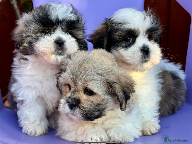 Mixed Breed dogs - Advert 1