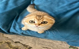 Scottish Fold cats for sale: Gold Chinchilla Scottish fold baby’s  - Image 19