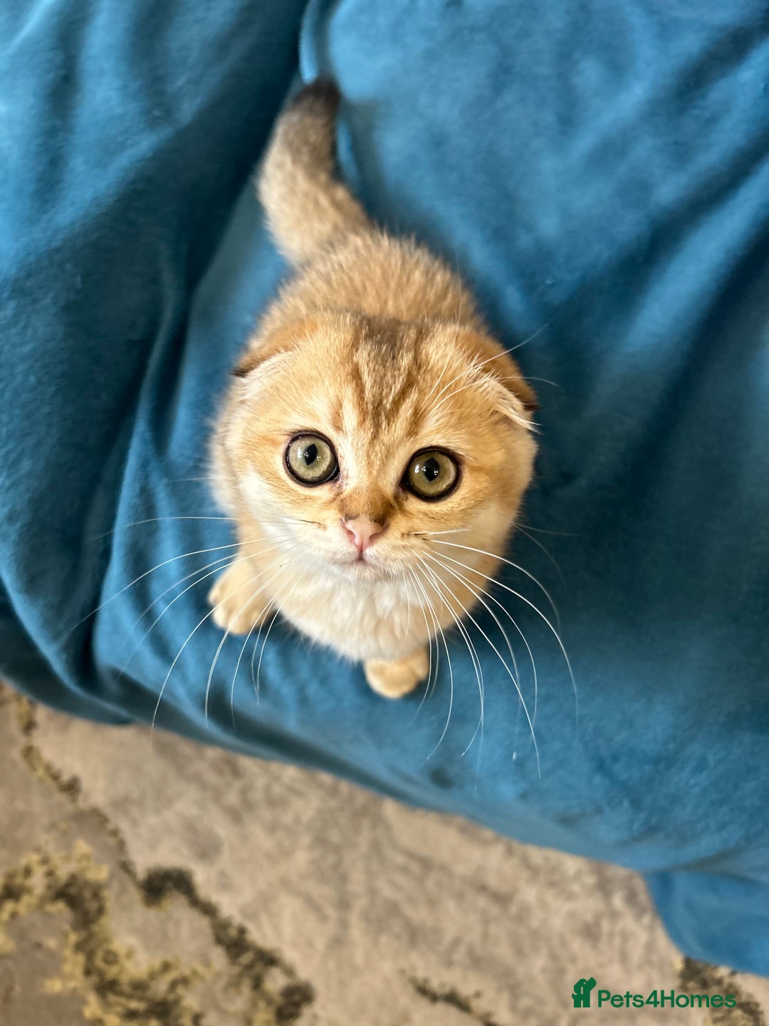 Scottish Fold cats for sale: Gold Chinchilla Scottish fold baby’s  - Image 19