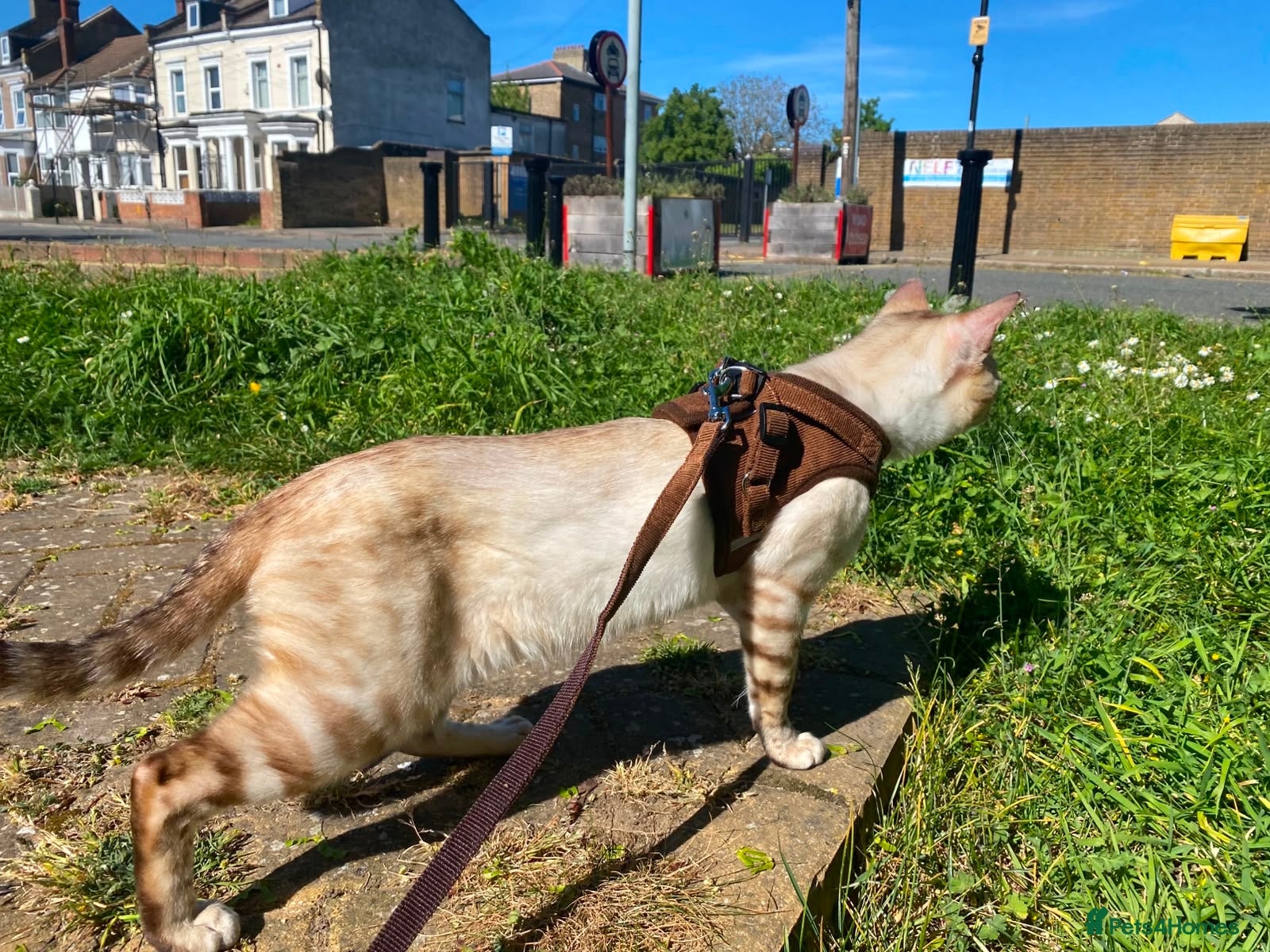 Bengal cats for stud: Male Bengal looking for some loving. in London - Advert 7
