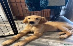 Golden Retriever dogs for sale: Beautiful golden retriever puppy Girl - Image 8