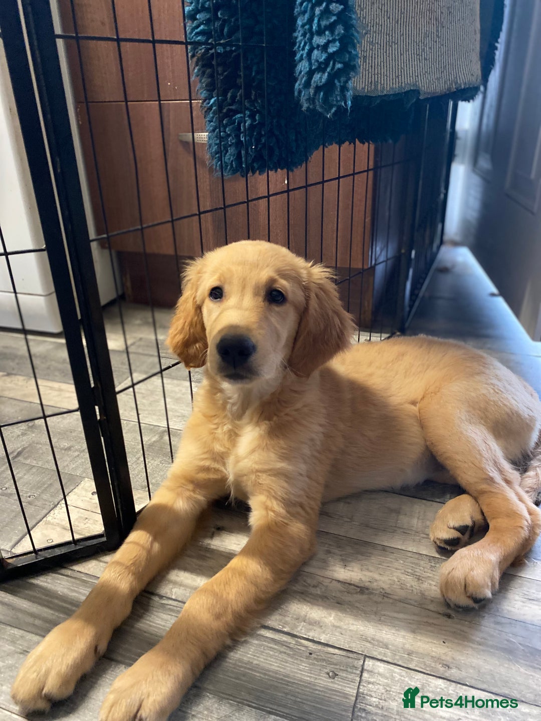 Golden Retriever dogs for sale: Beautiful golden retriever puppy Girl - Image 8