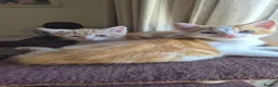 Mixed Breed cats for sale: Beautiful kittens for sale - Advert 3