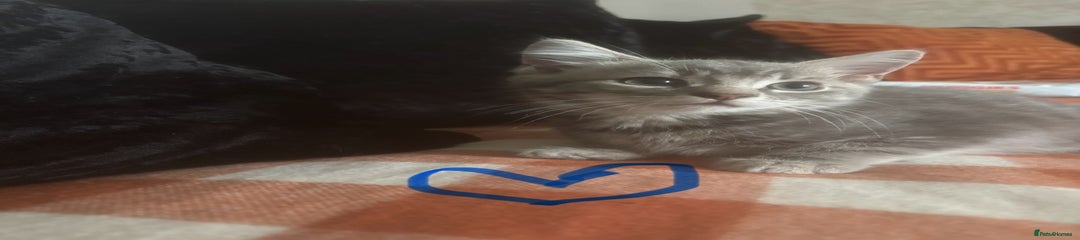 British Longhair Kitten 2