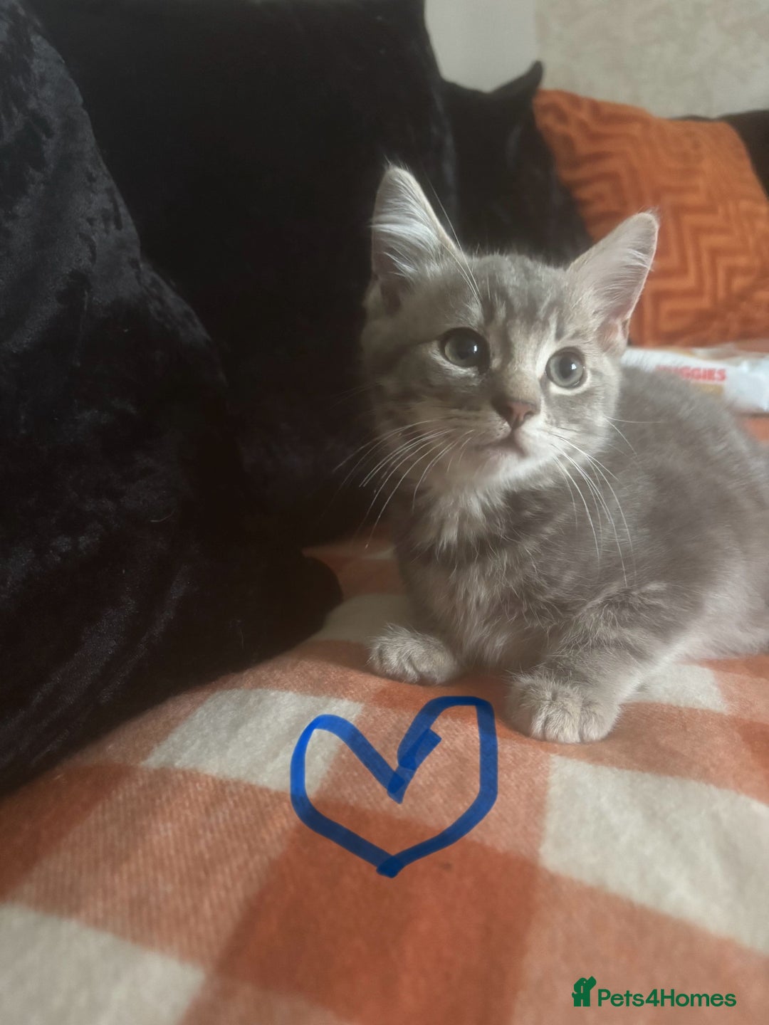 British Longhair cats for sale: British long hair x kittens ready to go - Image 8