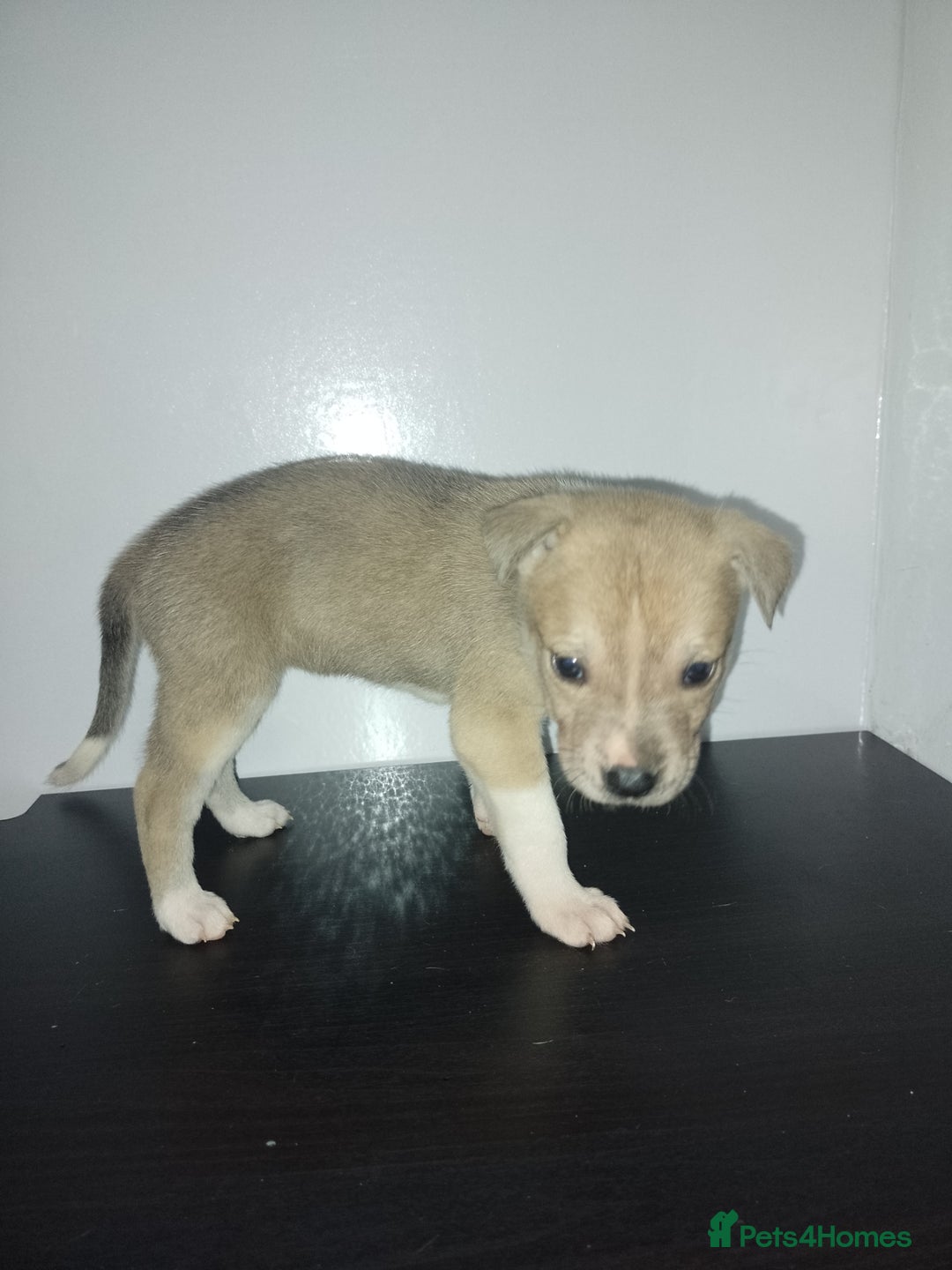 Mixed Breed dogs for sale: Staffy x Akita Puppies - Advert 6