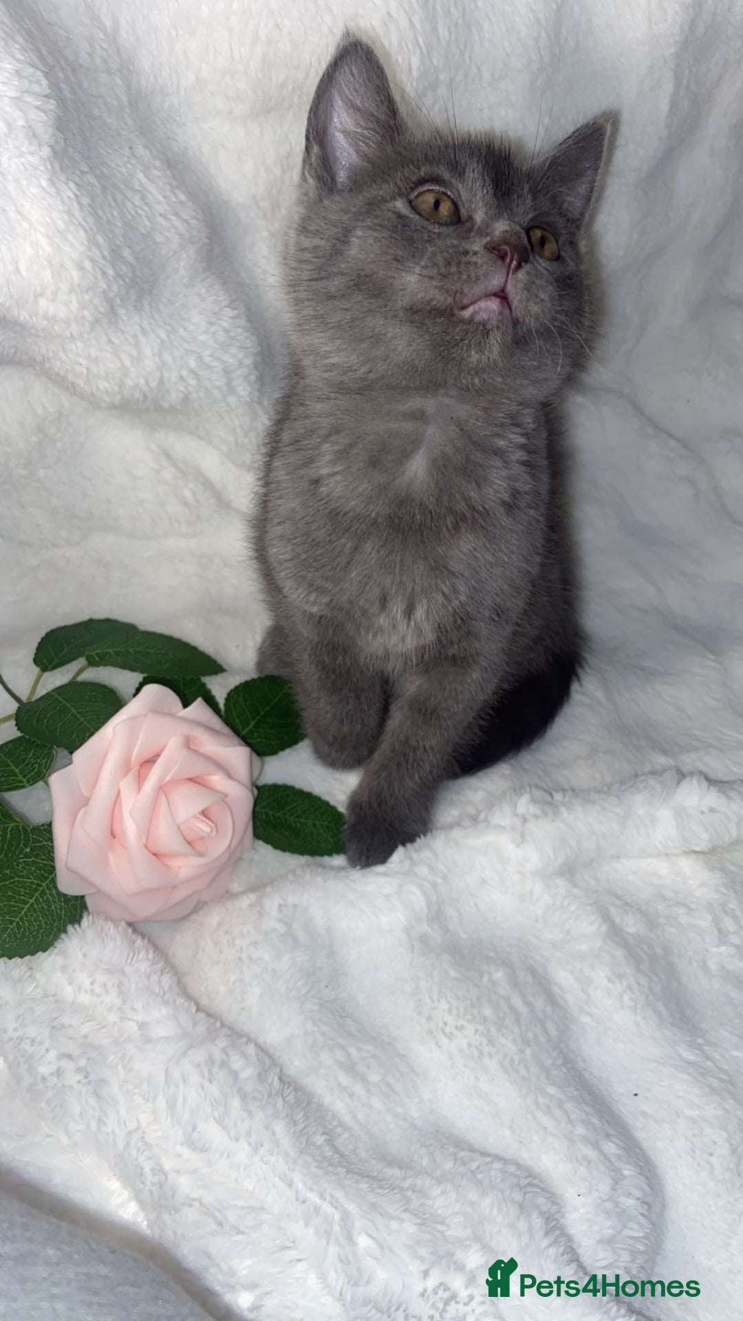 British Shorthair cats for sale: Cute British shorthair x sypnx kitten 9 weeks old - Advert 7