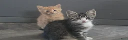 Mixed Breed cats for sale: Kittens - Advert 3