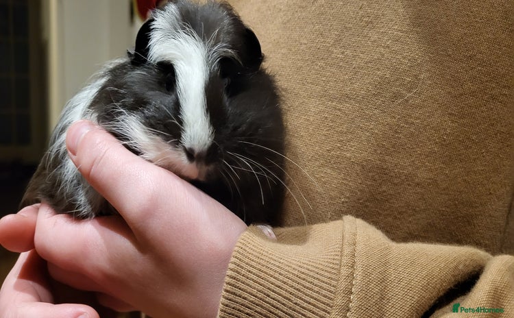 Guinea Pig rodents - Advert 1