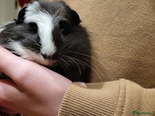 Guinea Pig rodents for sale - Advert 1