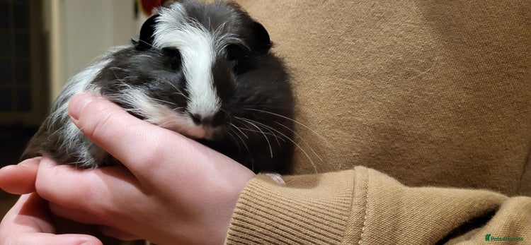 Guinea Pig rodents - Advert 1