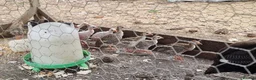 Guinea Fowl poultry for sale: Guinea fowl keets  in Wells-next-the-Sea - Advert 2