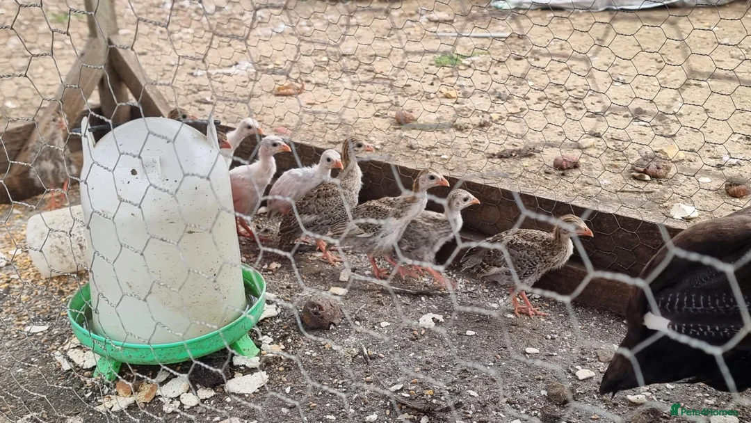 Guinea Fowl poultry for sale: Guinea fowl keets  in Wells-next-the-Sea - Advert 2