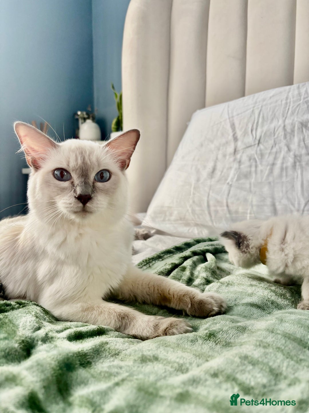 Ragdoll cats for sale: Gorgeous pedigree little babies  - Image 7