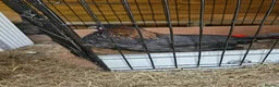 Mixed Breed poultry for sale: 3 x hens near point of lay  - Advert 2