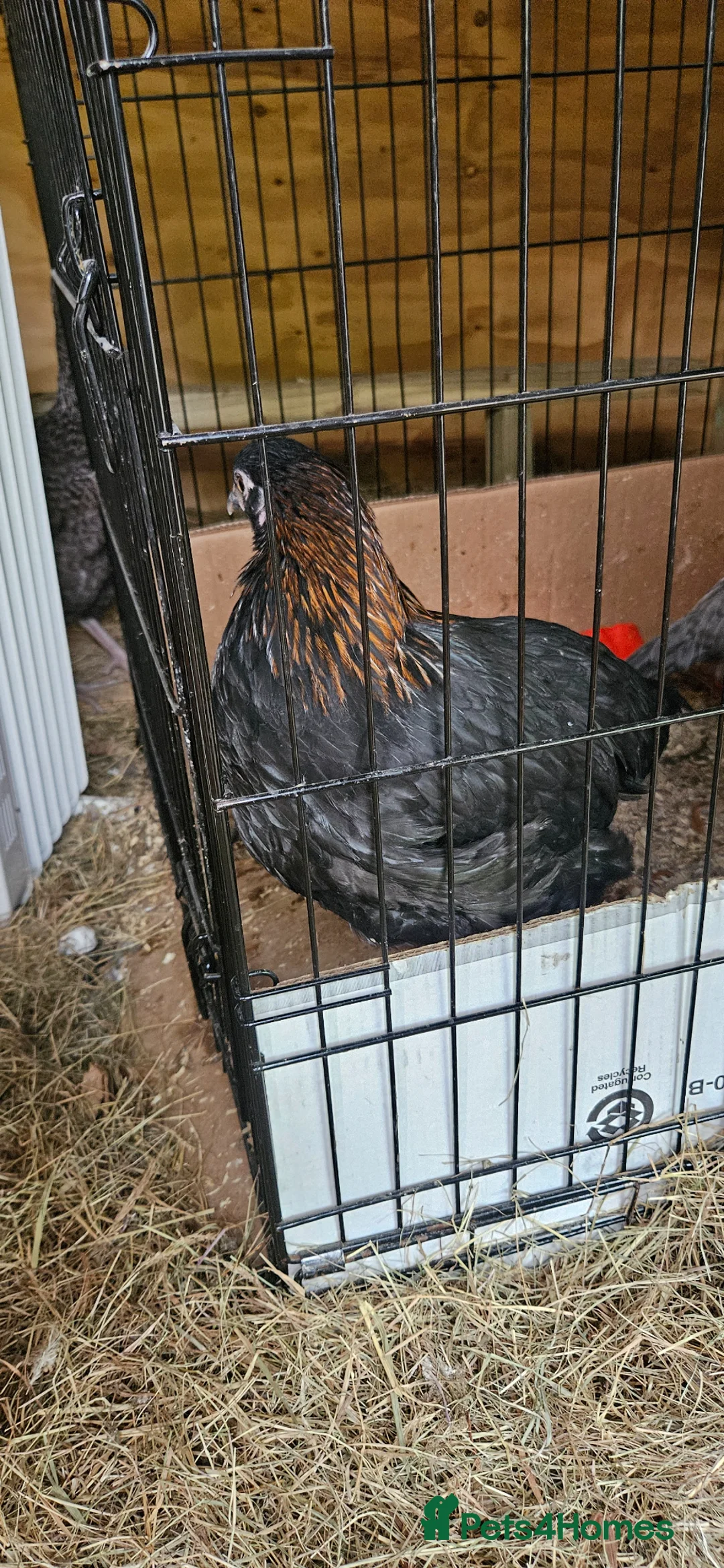 Mixed Breed poultry for sale: 3 x hens near point of lay  - Advert 2